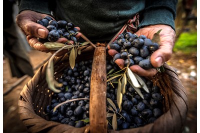 Zeytinin Başkenti GEMLİK