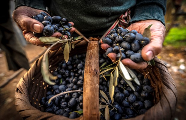 Zeytinin Başkenti GEMLİK