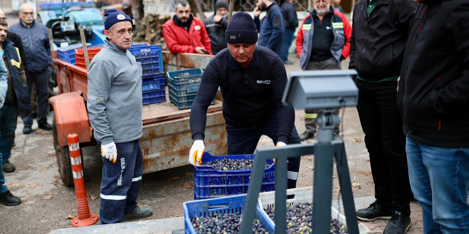Gemlik Belediyesi ile GemTar’dan Üreticiye Destek Zeytin Alımları Sürüyor 