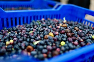 Gemlik Belediyesi ile GemTar’dan Üreticiye Destek Zeytin Alımları Sürüyor 