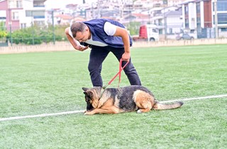 Gemlik Belediyesi’nden Hayvan Rehabilitasyonunda Bir İlk: “Önce Eğit, Sonra Sahiplendir”